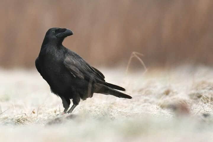 Raven Vs Crow Vs Blackbird