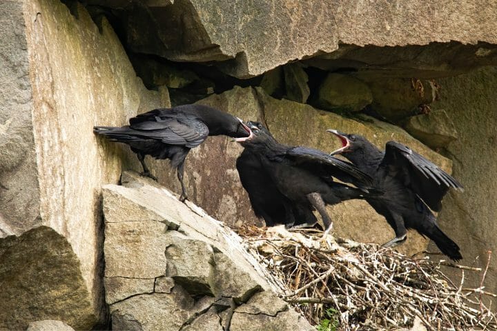 Do Crows Use The Same Nest