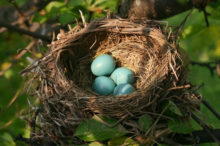 What Do Birds Use To Make A Nest