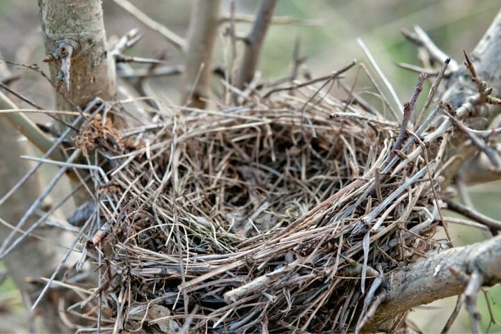 What Do Birds Use To Make A Nest