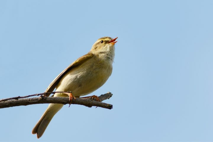 Chiffchaff Vs Willow Warbler