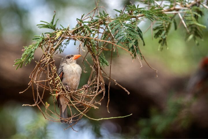 What Makes A Weaver Bird So Interesting?