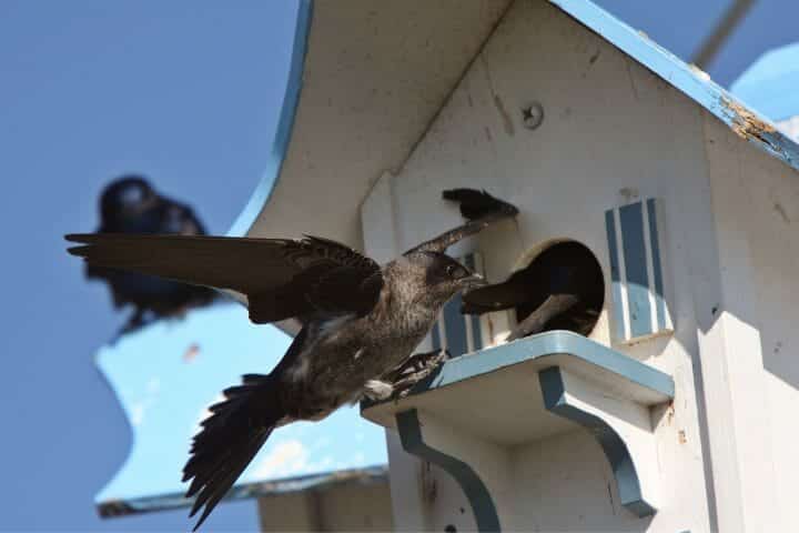 What Direction Should A Purple Martin House Face?
