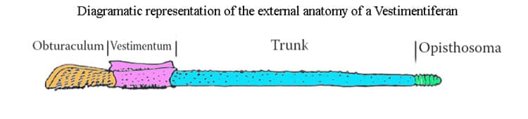 Diagramatic representation of the external anatomy of a Vestimentiferan