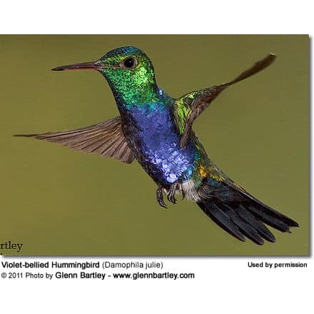 Violet-bellied Hummingbird (Damophila julie) - also known as Julie's Hummingbird