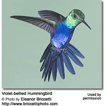 Violet-bellied Hummingbird