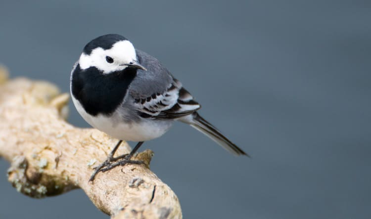 Wagtail Bird