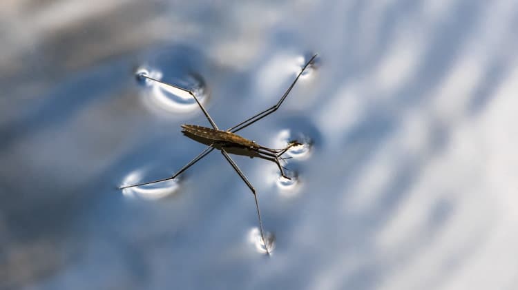 water strider Gerris lacustris