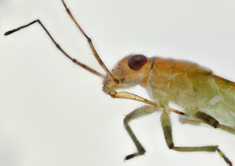 Gerridae Water Strider