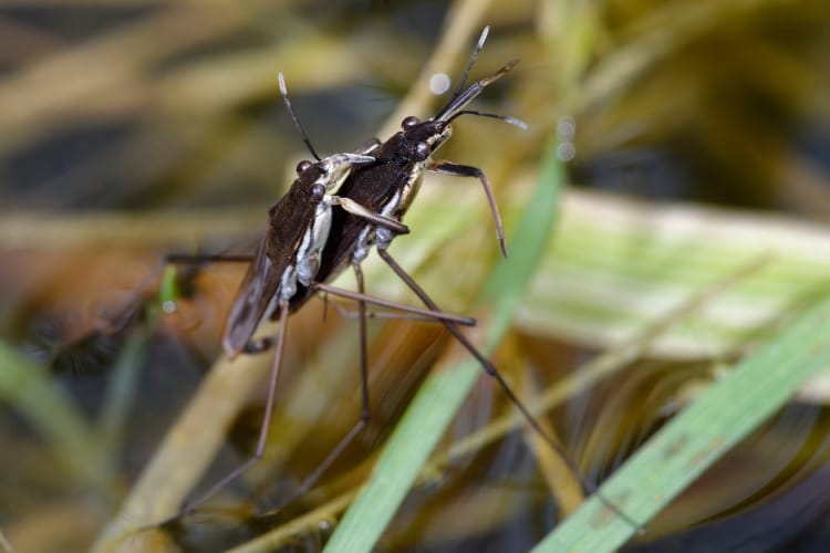 pond skaters mating