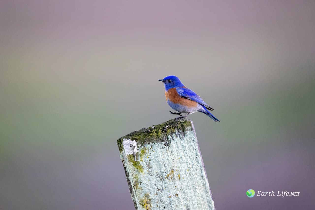 Western Bluebirds (Sialia mexicana) Perched