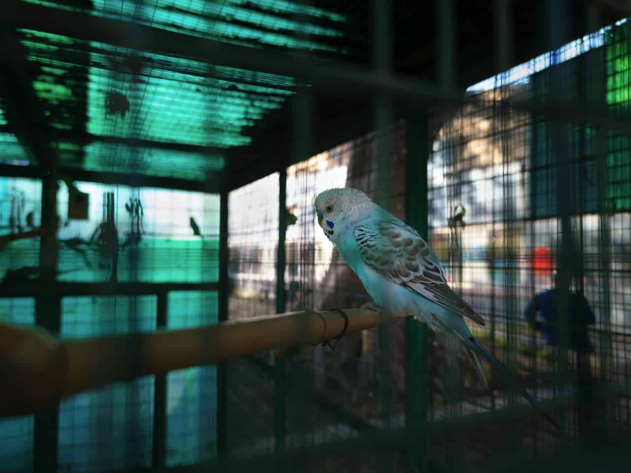 What Birds Can Be Kept With Budgies
