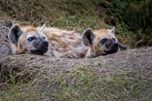 What Eats Hyenas What Do Hyenas Eat