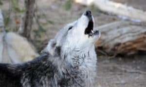 Wolf Howling