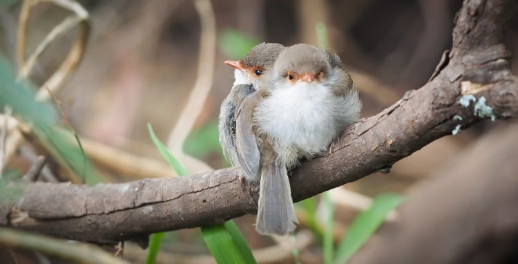 baby fairy wrens