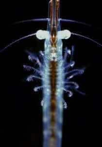 A Tiny Crustacean Magnified 