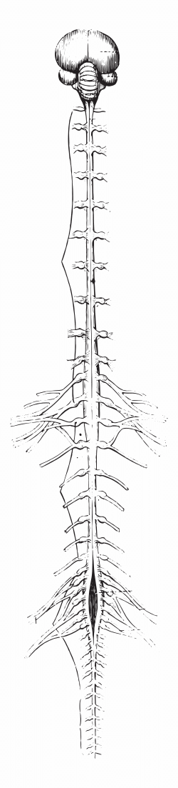 central nervous system of bird