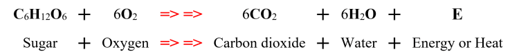 internal external respiration formula