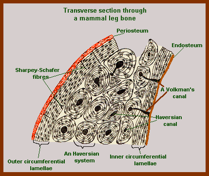 mammal bone cross section diagram