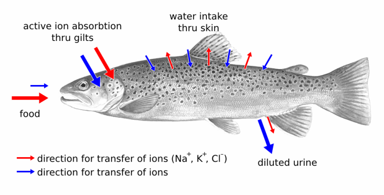 freshwater osmoregulation