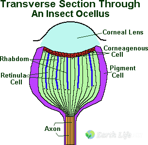 insect eye ocelli cross section