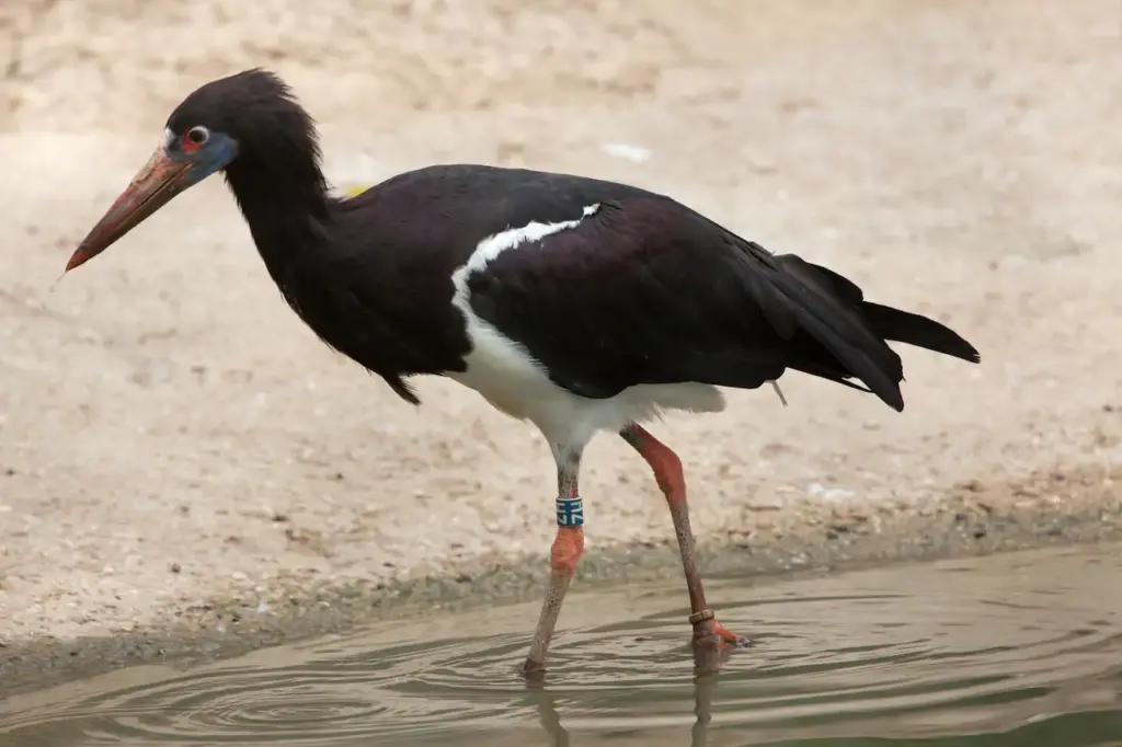 Abdim's Storks  (Ciconia abdimii) 