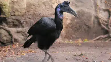 Abyssinian Ground-hornbills on the Ground