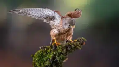 A Bird on The Top Of A Mossy tree