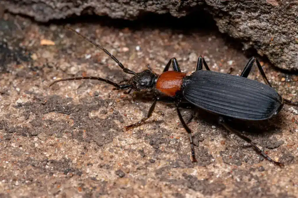 Adult False Bombardier Beetle 