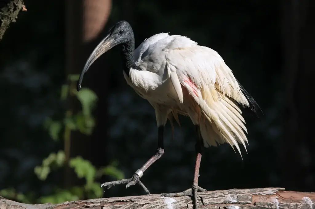 African Sacred Ibises Perched On A Tree 