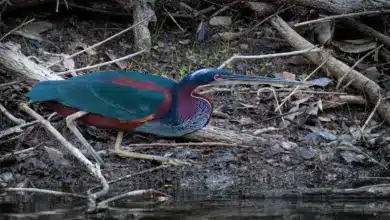 The Agami Herons Standing near the Water