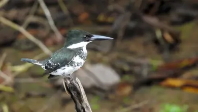 The American Green Kingfishers Perched In The Branch