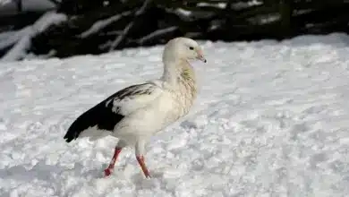 Andean Geese Walking in the Snow