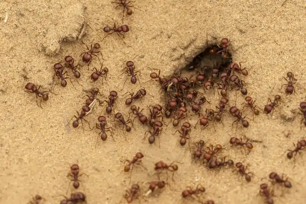 Ants At Anthill 