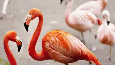 Are Flamingos Dangerous