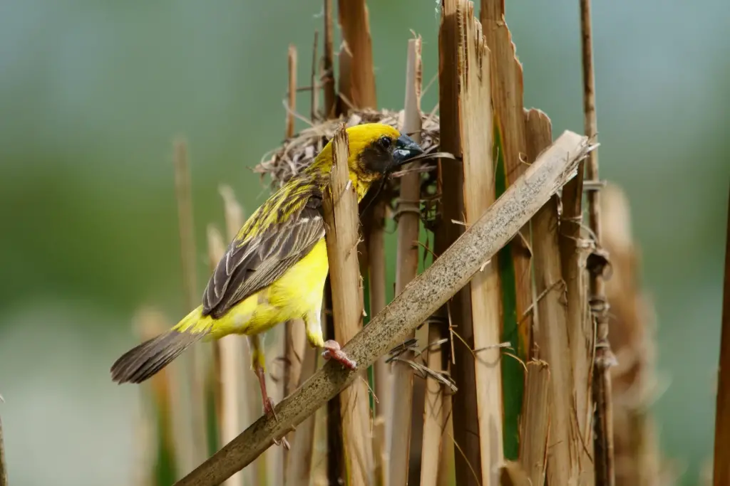 Asian Golden Weaver Creating A Nest 