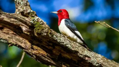 The Attracting Woodpeckers Resting In A Tree