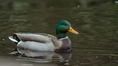 Baikal Teals Swimming In The Water