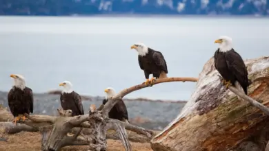 Group of Bald Eagles near the Sea Bald Eagles Facts