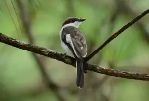 Bar-winged Flycatcher-shrike (Hemipus picatus) On Branch