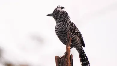 The Barred Antshrikes Perched On A Tree