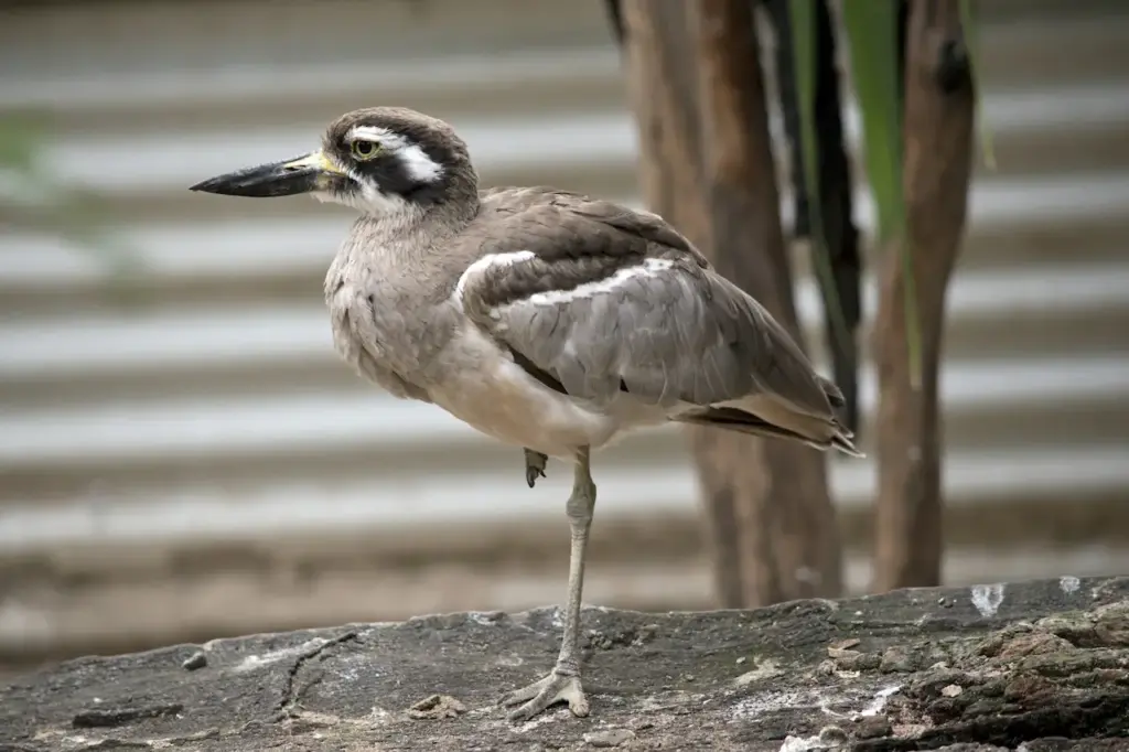 Beach Stone-curlew