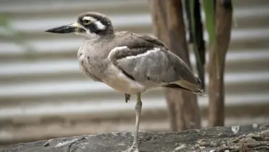 Beach Stone-curlew