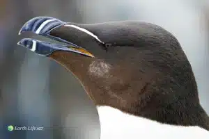 Bird Species R to S Razorbills