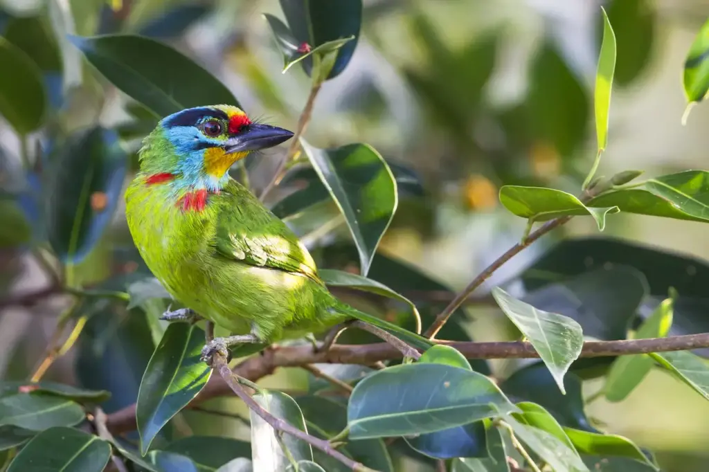 Black-browed Barbets