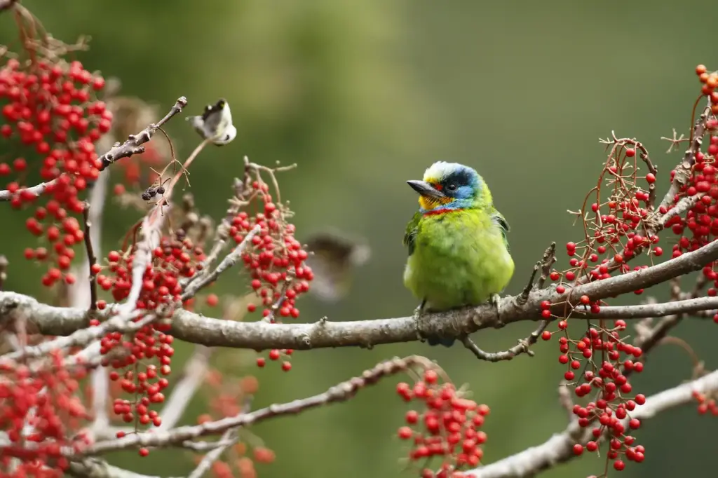 Black-browed Barbets Perched on Tree 