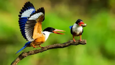 Two Black-capped Kingfishers on the Tree