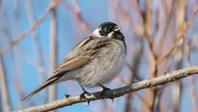 The Black-faced Buntings Perched On A Branch