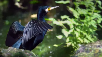 A Black Herons Spreads Its Wings