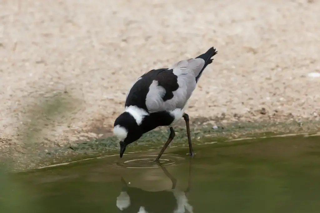 Blacksmith Lapwing Drinking Water